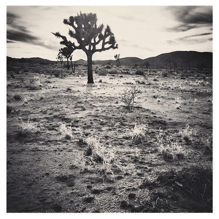 "J-Tree" 4x4 Print