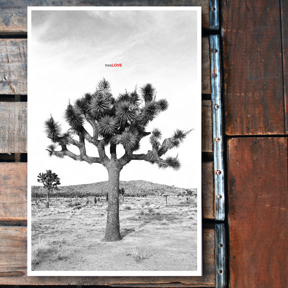 "Tree LOVE Photo" 11x17 Poster